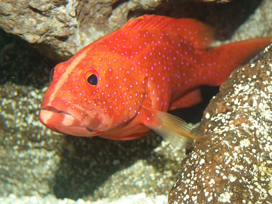 Best Monkfish Substitute - Grouper