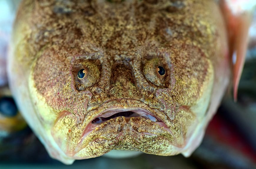 The Ultimate Guide to Monkfish 1 The Ultimate Guide to Monkfish 1