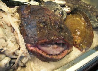 The Ultimate Guide to Monkfish 2
