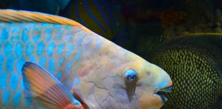 Fijian Fish - Parrot Fish