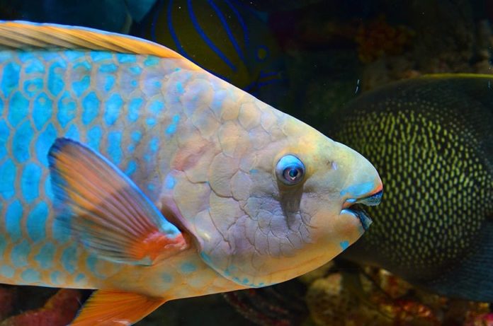 Fijian Fish - Parrot Fish Fijian Fish - Parrot Fish