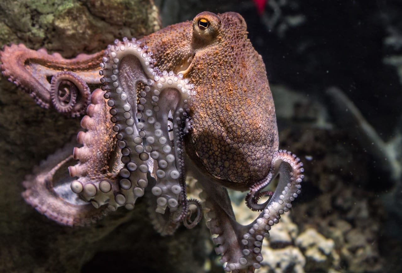 FIjian Fish - Octopus