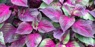Perilla Leaves