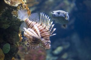 15 Edible Hawaiian Fish [Some of these will surprise you!] - NomList