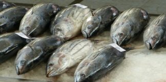 Skipjack Tuna