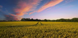 Natural Farming - Hero