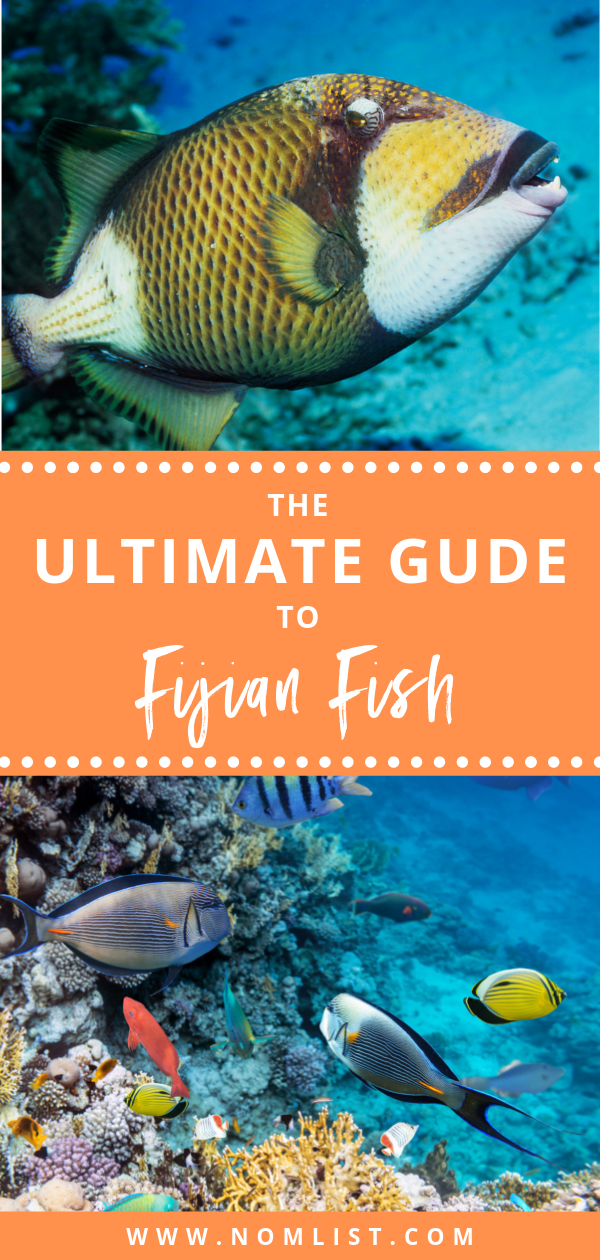 Fiji is one of the most popular tropical destinations. It’s synonymous with pristine water, colorful corals, and mesmerizing schools of fish. In such a place though you can also expect to find some seafood goodness. And indeed, if you love seafood, Fiji could be your paradise. #fish #fiji #fijianfood #fijianfish #allaboutfish #fishrecipes #fishfood #wildfish #fishing #catchingfish #fishies