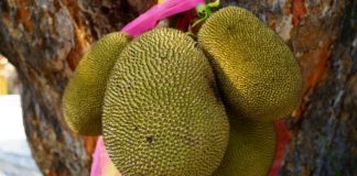 Fruits in Ghana - Jackfruit