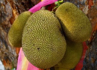 Fruits in Ghana - Jackfruit
