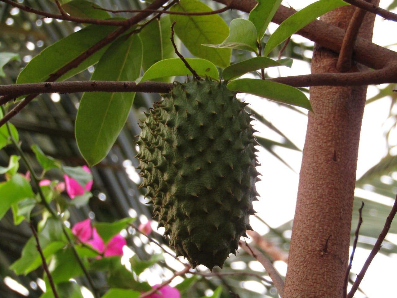 Fruits in Ghana - Soursop