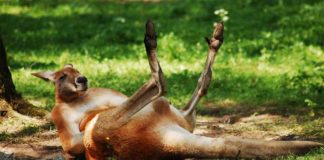 best kangaroo jerky
