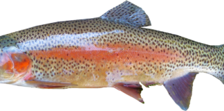 Types of Fish in Alaska