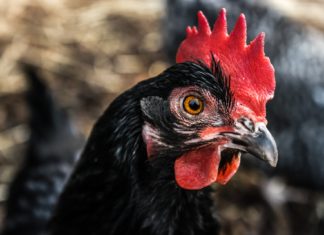 Black Chicken Benefits