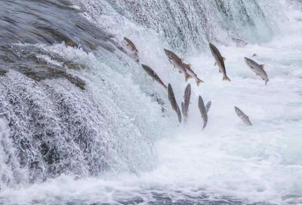 Wild Alaskan Salmon